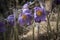 Purple pasque flowers in forest