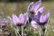 Purple pasque flowers in springtime