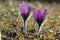 Purple pasque flowers in springtime