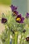 Purple pasqueflower group