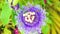 Purple Passiflora flower, passion flower tropical exotic one