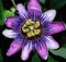 Purple Passion Flower