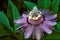 Purple Passion Flower