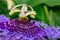 Purple Passion Flower - Passiflora - with honeybee