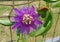 Purple passion flower (Passiflora incarnata); gulf fritillary caterpillar (Agraulis vanillae) in great detail