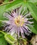 Purple passion flower South East