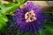 Purple passion flower vine growing on trellis