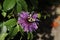 Purple passionflower or Passiflora incarnata