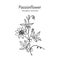 Purple passionflower Passiflora incarnata, medicinal plant.