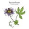 Purple passionflower Passiflora incarnata , medicinal plant