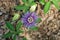 Purple passionflower Passiflora incarnata Purple passion vine, Maypop