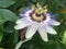 Purple passionflower, true passionflower