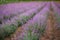 Purple patches in blooming lavender field.