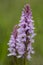 Purple patterned flowers of Common spotted orchid, Dactylorhiza fuchsii