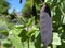 Purple pea pods / Pisum sativum L. subsp. sativum `Commander` / Violette HÃ¼lsen or Erbse - The Botanical Garden of Zuerich