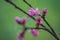 Purple peach blossom on green background