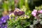 Purple pelargonium blooms