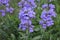 Purple Penstemon in the Blue Hour: up close