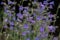 Purple Penstemon Flowers Look Like They are Singing