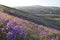 Purple Penstemon overlooking Horse Heaven Hills & Rattlesnake Mountain