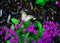 Purple Pentas lanceolata flower
