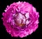 Purple  peony  flower  on black solated background with clipping path. Closeup.