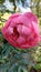 Purple peony flower in the garden