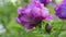 Purple peony flower natural background