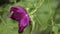 Purple peony flower after rain