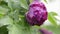 Purple peony flower after rain