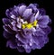 Purple peony flower with yellow stamens on an isolated black background with clipping path. Closeup no shadows. For design.