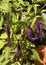 Purple peppers in my organic kitchen garden in summer in Nijmegen the Netherlands