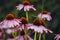 Purple perennial conical flowers of Echinacea Purpurea Maxima in the garden