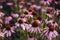 Purple perennial conical flowers of Echinacea Purpurea Maxima in the garden