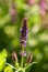 Purple Perennial Salvia Flower