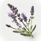 Purple Perfection: The Beauty of Lavender