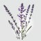 Purple Perfection: The Beauty of Lavender