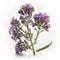 Purple Perfection: Charming Statice Flowers for a Touch of Elegance