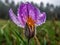 Purple Perfection: A Stunning Close-Up of a Dewy Crocus