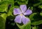 Purple Periwinkle Flower in Bloom