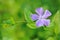 Purple Periwinkle flower with green background