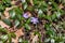 Purple Periwinkle (Vinca minor) in springtime