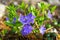 Purple periwinkle wildflowers closeup