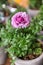 Purple persian buttercup flower or Ranunculus asiaticus in the flowerpot