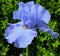 Purple Petal Closeup of Iris