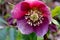 Purple Petal Hellebore Mandala Flower 01