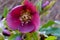 Purple Petal Hellebore Mandala Flower 02