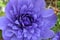 Purple Petal Windflower Blossom Mandala 05