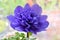 Purple Petal Windflower Flower Blossom 02