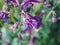 Purple petals of Aquilegia buds. Flowering plant. Gardening